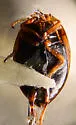 Nectoporus obesus - photo 2