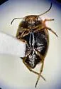 Nectoporus obesus - photo 4