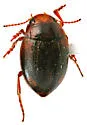 Nectoporus rhyacophilus