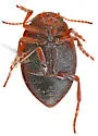Nectoporus rhyacophilus - photo 2