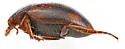 Nectoporus rhyacophilus - photo 3