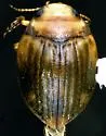 Nectoporus sierrae
