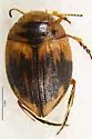 Nectoporus subrotundus - Nectoporus subrotundus
