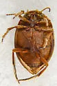 Nectoporus subrotundus - photo 2