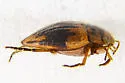 Nectoporus subrotundus - photo 3