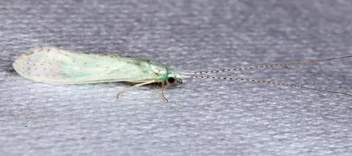 Nectopsyche albida - photo 2