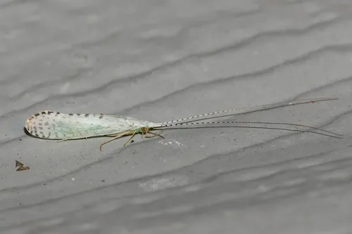 Nectopsyche candida