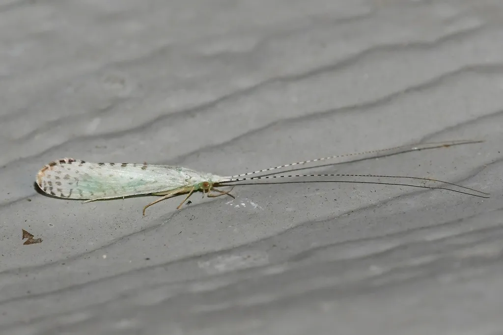 Nectopsyche candida - photo 2