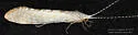 Nectopsyche diarina