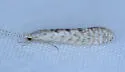 Nectopsyche diarina - photo 3