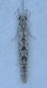 Nectopsyche diarina - photo 4