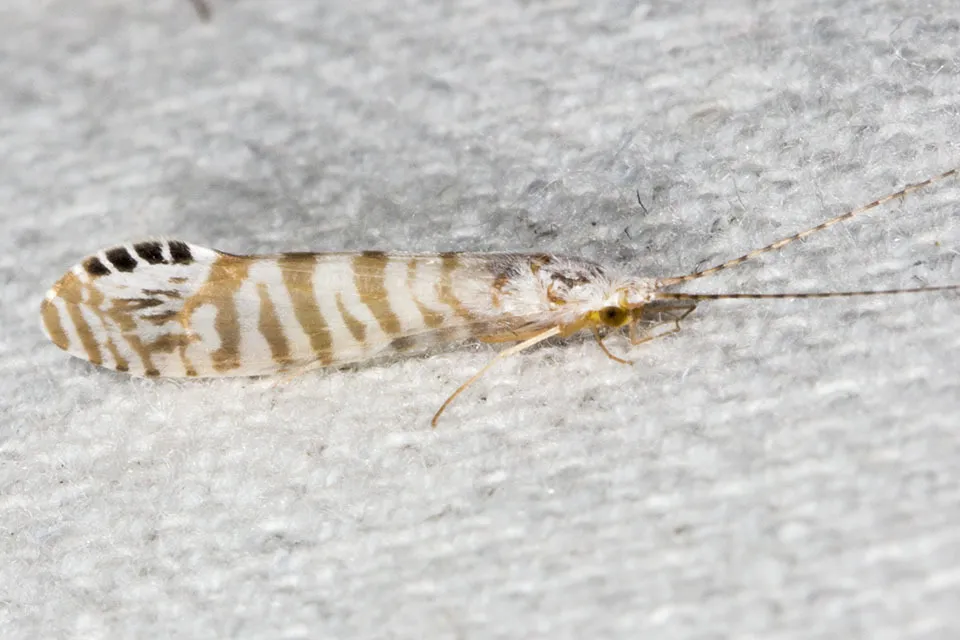 Nectopsyche exquisita