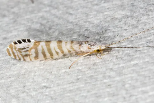 Nectopsyche exquisita - photo 2