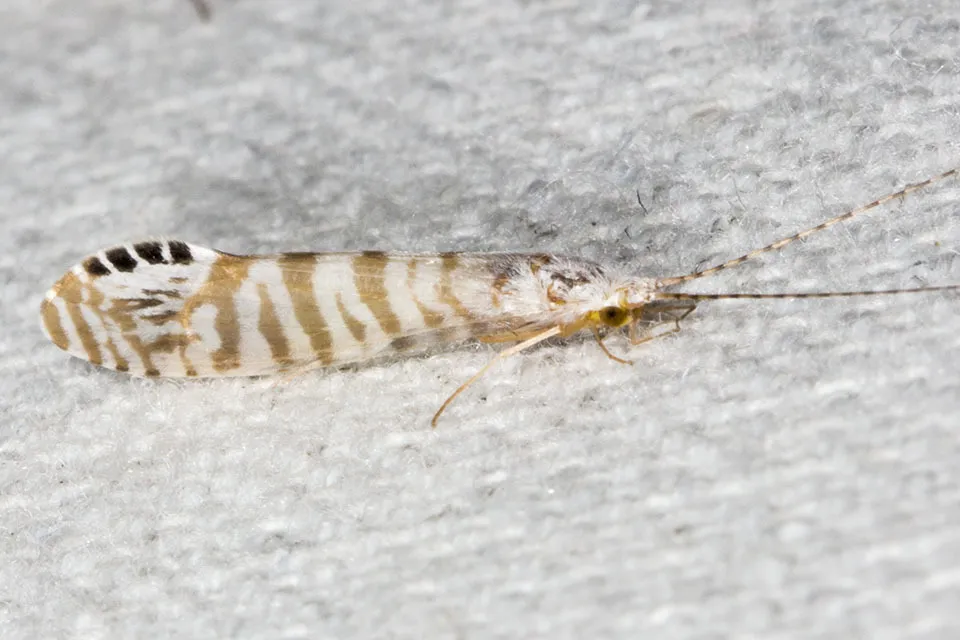 Nectopsyche exquisita - photo 3
