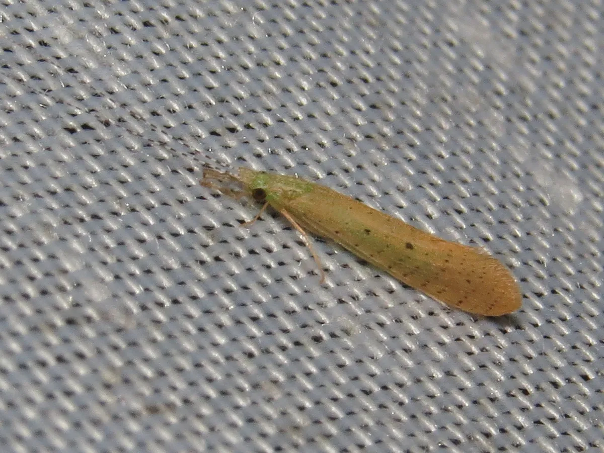 Nectopsyche pavida