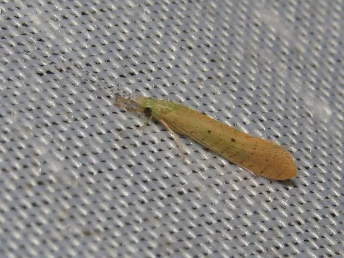 Nectopsyche pavida - photo 2