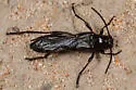 Necydalis barbarae - Necydalis barbarae