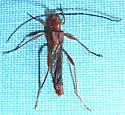 Necydalis diversicollis - photo 2