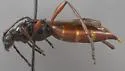 Necydalis diversicollis - photo 3