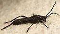 Necydalis diversicollis - photo 4