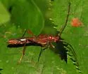 Necydalis laevicollis