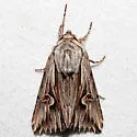 Gray Half-Spot - Hodges#9582 - photo 2
