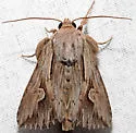 Gray Half-Spot - Hodges#9582 - photo 3