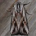 Gray Half-Spot - Hodges#9582 - photo 4
