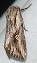 Gray Half-Spot - Hodges#9582 - photo 5