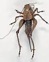 Carinate Shieldback