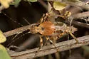 Chestnut Shieldback