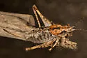 Chestnut Shieldback - photo 2
