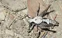 Neduba convexa