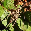 Neduba diabolica - photo 2