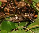 Neduba diabolica - photo 3