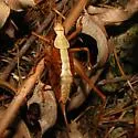 Neduba diabolica - photo 4