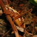 Neduba diabolica - photo 5