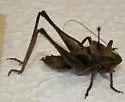 Catalina Shield-back Cricket