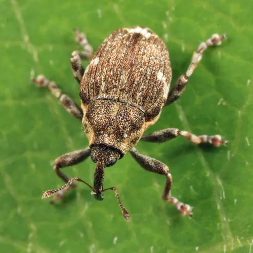 Nedyus apicalis
