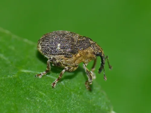 Nedyus quadrimaculatus
