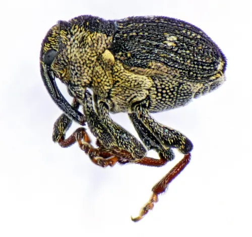 Nedyus quadrimaculatus - photo 2