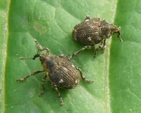 Nedyus quadrimaculatus - photo 3