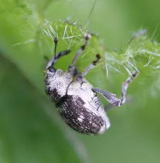 Nedyus quadrimaculatus - photo 4