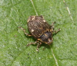 Nedyus quadrimaculatus - photo 7