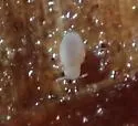 Neelus murinus