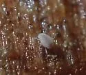 Neelus murinus - photo 2