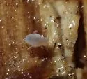 Neelus murinus - photo 3