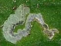 Nefusa ambigua - Nefusa ambigua