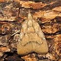 Negalasa fumalis - Hodges#5551