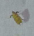 Negalasa fumalis - Hodges#5551 - photo 2
